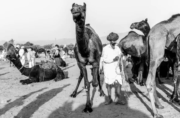 Pushkar Rajasthan Inde Novembre 2019 Portrait Chameaux Foire Pushkar Avec — Photo