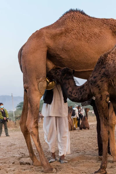 Пушкар Раджастан Индия Ноябрь 2019 Верблюды Пушкарской Ярмарке Своими Торговцами — стоковое фото