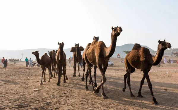 Pushkar Rajasthan India Oct 2017 Camel Traders Taking Camels Sand — Foto Stock