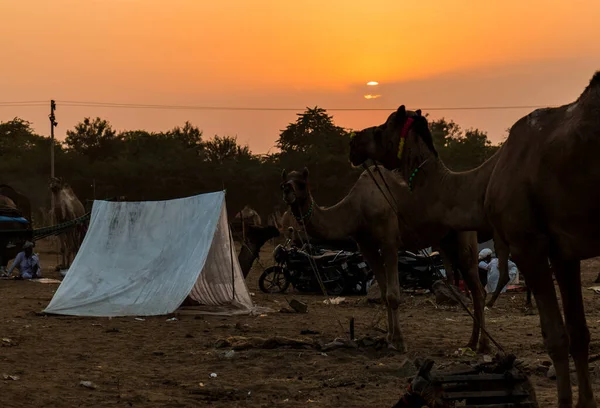 PUSHKAR, RAJASTHAN / INDIA - Kasım 2019: Pushkar fuarında tüccarlarıyla birlikte develer