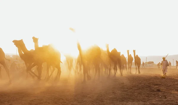 Pushkar Rajasthan India November 2019 Kamelen Pushkar Beurs Met Hun — Stockfoto