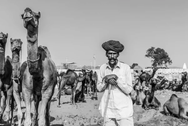 Pushkar Rajasthan India Novembre 2019 Cammelli Alla Fiera Pushkar Con — Foto Stock