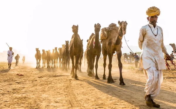 Pushkar Rajasthan Índia Novembro 2019 Retrato Camelos Feira Pushkar Com — Fotografia de Stock