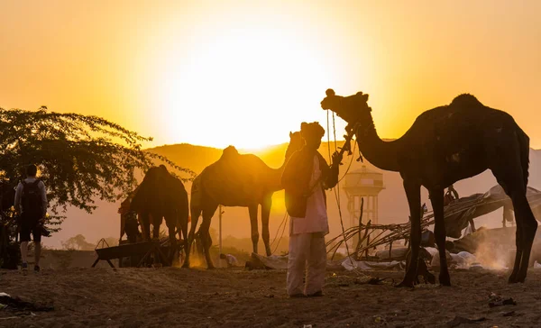 Pushkar Rajasthan India 2019年11月 プシュカルのラクダ市 — ストック写真