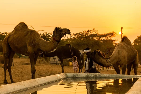 Pushkar Rajasthan India November 2019 Camels Pushkar Fair Traders Fair — Foto Stock
