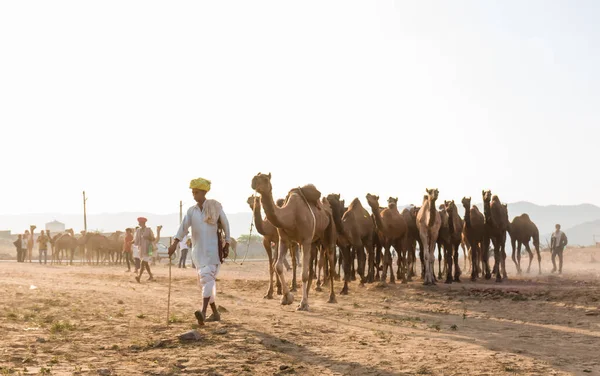インドのラジャスタン州プシュカル 2017年10月 ラクダのトレーダーがラクダを販売するためにラクダの公正な土地の砂の上にラクダを取る — ストック写真