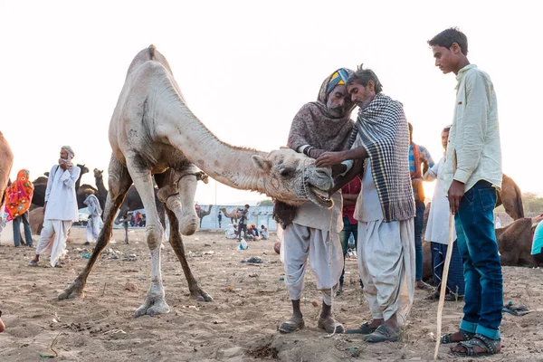 Pushkar Rajasthan India Listopad 2019 Portret Wielbłądów Targach Pushkar Handlowcami — Zdjęcie stockowe