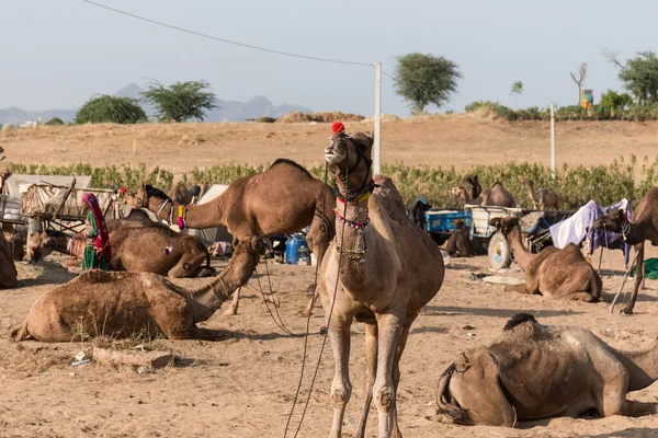 Pushkar Rajasthan India Cammelli Alla Fiera Pushkar Camel — Foto Stock