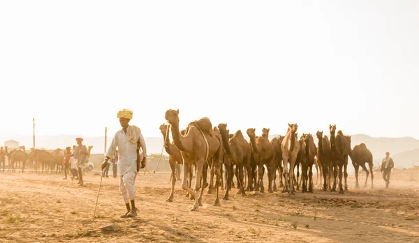 Pushkar Rajasthan India Oct 2017 Camel Traders Taking Camels Sand — Fotografia de Stock