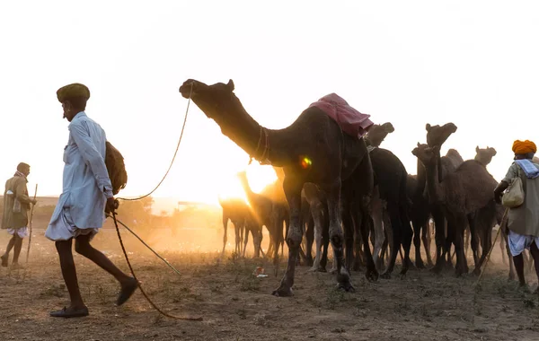 Pushkar Rajasthan India Листопад 2019 Портрет Верблюдів Ярмарку Пушкар Своїми — стокове фото