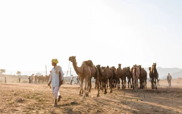Puşkar Rajasthan Hindistan Ekim 2017 Deve Tüccarları Develerini Develeri Satmak — Stok fotoğraf