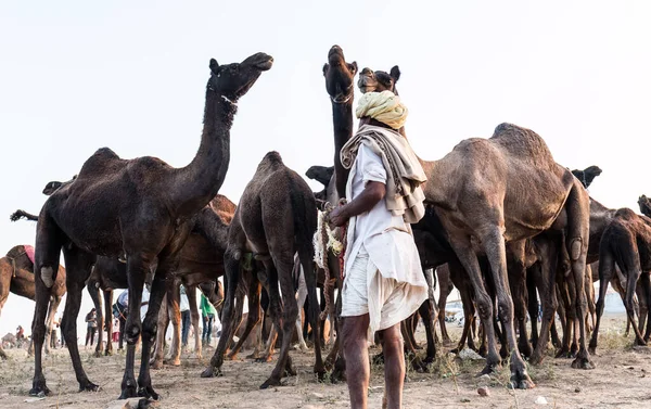Pushkar Rajasthan India Νοέμβριος 2019 Πορτρέτο Των Καμήλων Στην Έκθεση — Φωτογραφία Αρχείου