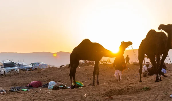 Pushkar Rajasthan India Camels Pushkar Camel Fair Ground — стокове фото