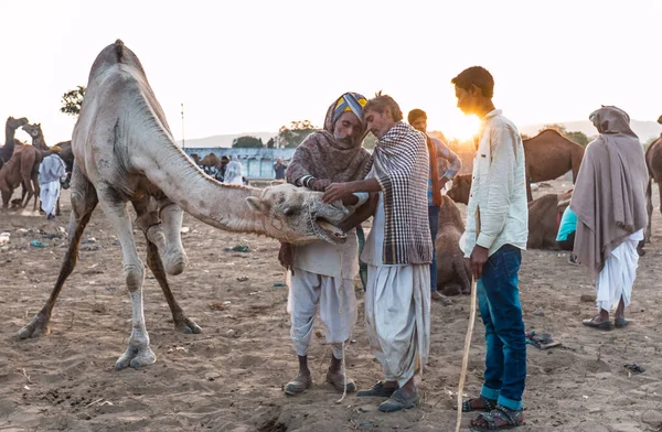 Pushkar Rajasthan India November 2019 Portrait Camels Pushkar Fair Traders — Foto Stock