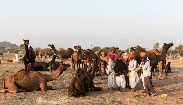 Pushkar Rajasthan India Kasım 2019 Pushkar Fuarında Tüccarlarıyla Birlikte Develer — Stok fotoğraf