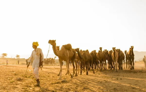 Pushkar Rajasthan India Oct 2017 Camel Traders Taking Camels Sand — Stock Photo, Image