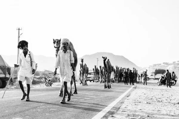 Pushkar Rajastán India Oct 2017 Comerciantes Camellos Tomando Sus Camellos — Foto de Stock