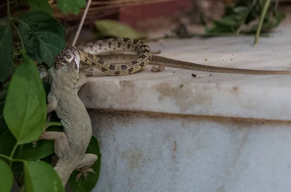 Pushkar Rajasthan India Lucertola Cacciatrice Serpenti Nella Giungla — Foto Stock