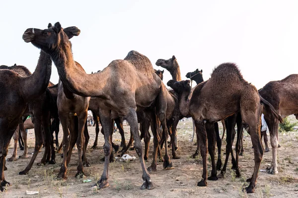 Pushkar Rajasthan Índia Novembro 2019 Retrato Camelos Feira Pushkar Com — Fotografia de Stock