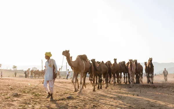 インドのラジャスタン州プシュカル 2017年10月 ラクダのトレーダーがラクダを販売するためにラクダの公正な土地の砂の上にラクダを取る — ストック写真