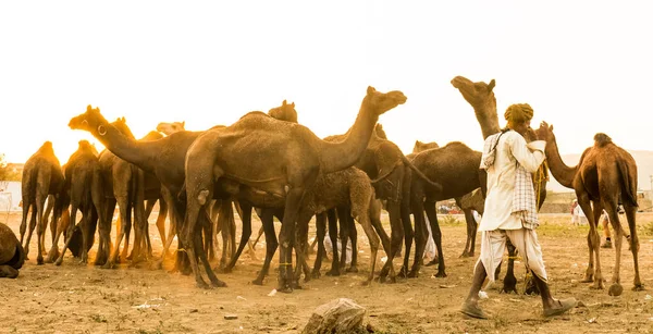 Pushkar Rajasthan India Noviembre 2019 Retrato Camellos Feria Pushkar Con —  Fotos de Stock
