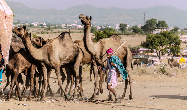 ПУШКАР, РАДЖАСТАН / ИНДИЯ - Ноябрь 2019: Верблюды на Пушкарской ярмарке со своими торговцами на ярмарке