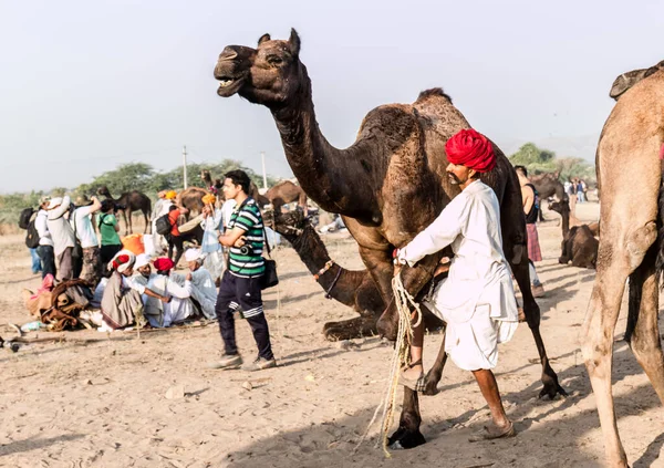 Pushkar Rajasthan India Kasım 2019 Pushkar Fuarında Develerin Tüccarların Panayırda — Stok fotoğraf