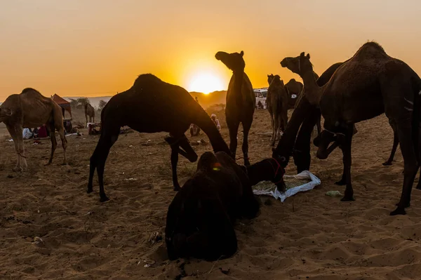 Pushkar Rajasthan India Oct 2017 Local People Camel Traders Camels — стокове фото