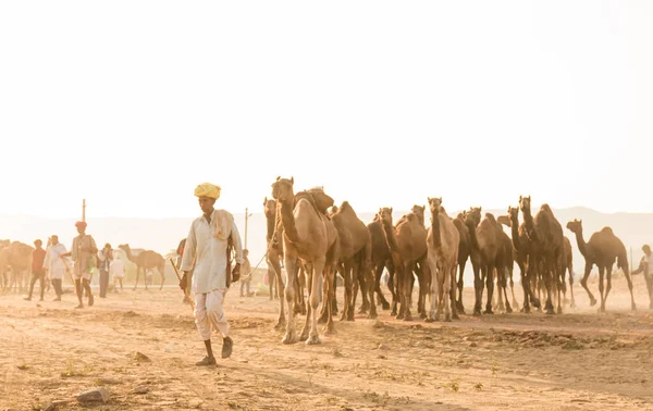 Пушкар Раджастан Индия Окт 2017 Торговцы Верблюдами Перевозят Верблюдов Песке — стоковое фото