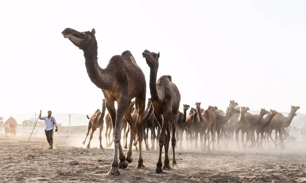 Pushkar Rajasthan India Kasım 2019 Pushkar Fuarında Develerin Tüccarların Panayırda — Stok fotoğraf