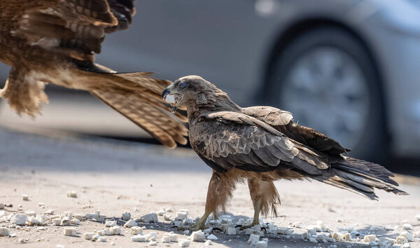 Black Kite (Milvus migrans) eagles birds having food at road side in busy city space.