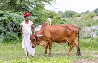 Jawai, Rajasthan, Hindistan - Eylül 2021: Jawai sahasında, ulusal başlık ve geleneksel beyaz elbise ve kırmızı sarıklı Rabari etnik grubunun yaşlı bir adamının portresi.