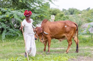 Jawai, Rajasthan, Hindistan - Eylül 2021: Jawai sahasında, ulusal başlık ve geleneksel beyaz elbise ve kırmızı sarıklı Rabari etnik grubunun yaşlı bir adamının portresi.