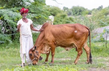 Jawai, Rajasthan, Hindistan - Eylül 2021: Jawai sahasında, ulusal başlık ve geleneksel beyaz elbise ve kırmızı sarıklı Rabari etnik grubunun yaşlı bir adamının portresi.