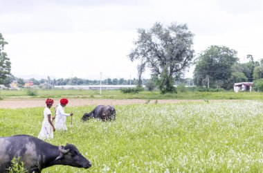 Jawai, Rajasthan, Hindistan - Eylül 2021: Jawai sahasında Rabari etnik grubunun yaşlı bir erkek portresi ulusal başlıklar ve geleneksel beyaz elbiseler ve kırmızı türbanlar.