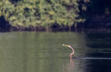 Doğu Darter veya Hint yılan kuşu (Anhinga melanogaster) su gövdesinde balık yakalar.
