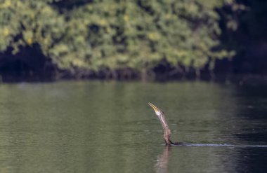 Doğu Darter veya Hint yılan kuşu (Anhinga melanogaster) su gövdesinde balık yakalar.