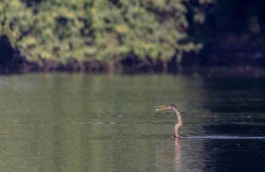 Doğu Darter veya Hint yılan kuşu (Anhinga melanogaster) su gövdesinde balık yakalar.