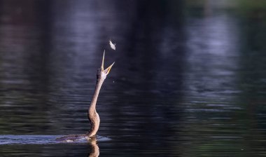 Doğu Darter veya Hint yılan kuşu (Anhinga melanogaster) su gövdesinde balık yakalar.