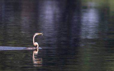 Doğu Darter veya Hint yılan kuşu (Anhinga melanogaster) su gövdesinde balık yakalar.