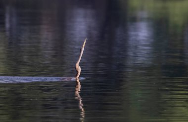 Doğu Darter veya Hint yılan kuşu (Anhinga melanogaster) su gövdesinde balık yakalar.