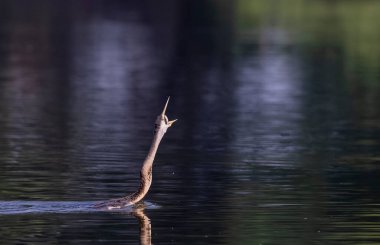 Doğu Darter veya Hint yılan kuşu (Anhinga melanogaster) su gövdesinde balık yakalar.
