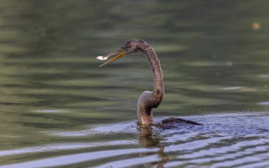 Doğu Darter veya Hint yılan kuşu (Anhinga melanogaster) su gövdesinde balık yakalar.