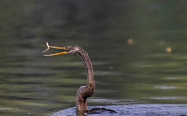 Doğu Darter veya Hint yılan kuşu (Anhinga melanogaster) su gövdesinde balık yakalar.