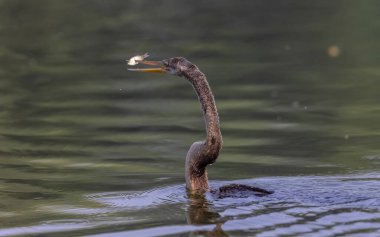 Doğu Darter veya Hint yılan kuşu (Anhinga melanogaster) su gövdesinde balık yakalar.