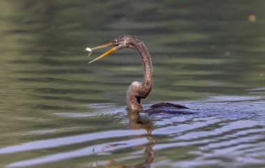 Doğu Darter veya Hint yılan kuşu (Anhinga melanogaster) su gövdesinde balık yakalar.