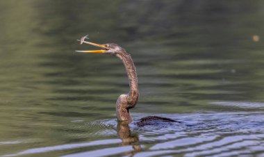 Doğu Darter veya Hint yılan kuşu (Anhinga melanogaster) su gövdesinde balık yakalar.