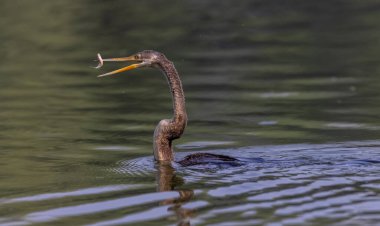 Doğu Darter veya Hint yılan kuşu (Anhinga melanogaster) su gövdesinde balık yakalar.