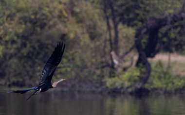 Oriental Darter or Indian snake bird (Anhinga melanogaster) in flight over the river.