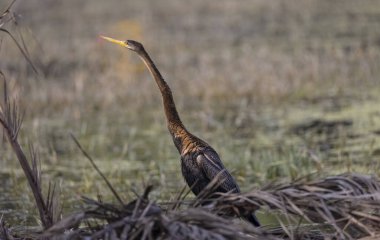 Oriental Darter or Indian snake bird (Anhinga melanogaster) in wildlife